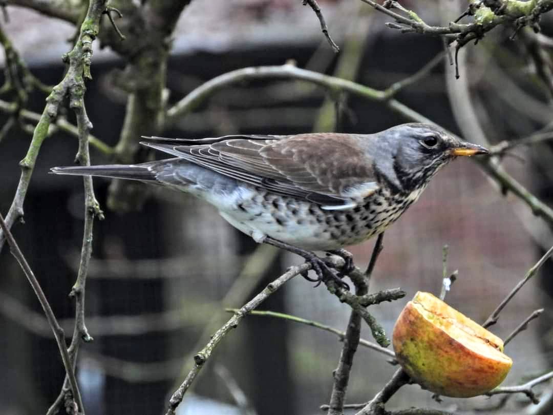 Mightychub's tweet photo. Fieldfare again #Throughthewindow feasting on apple's skewered on the plum tree @BTO_GBW dinner time visitor #Lockdownlisting #Derbyshirebirds @DanielCMartin1 @StephBirdArt @DerwentBirder #winter #birding called downstairs by @JayTayJRT cheers Jo! https://t.co/6nVI3RIcrK
