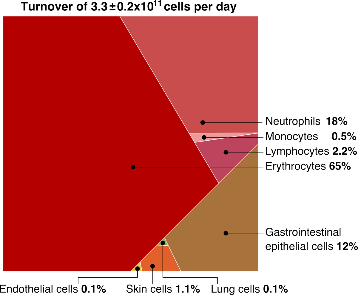 4/ Roughly 90% of this cellular death and birth is due to red blood cells (erythrocytes) and white blood cells (neutrophils, monocytes and lymphocytes) which have a lifespan between one day and a few months.