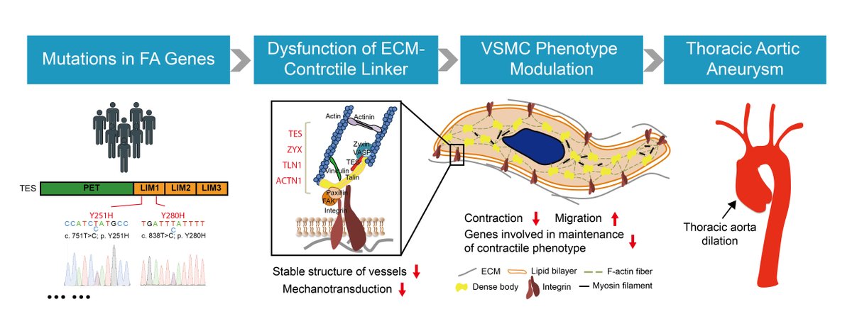 CircRes's tweet photo. In this issue of @CircRes using whole exome sequencing Li and colleagues identified #Testin, a #FocalAdhesion scaffold gene, as a novel isolated #ThoracicAorticAneurysm causal gene. Read more at https://t.co/BDpwAJXs7y https://t.co/e595NJdthQ