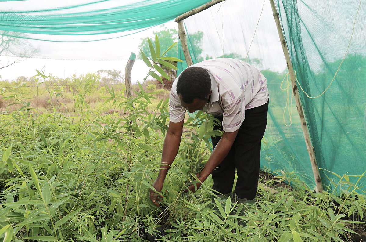“Bamboo can grow in 4-7 years what it would take 30-60 years to grow in timber” - Donald Davies, ‘Designing with Mass Timber & Bamboo’ from the CarbonPositive conference  @Arch2030 