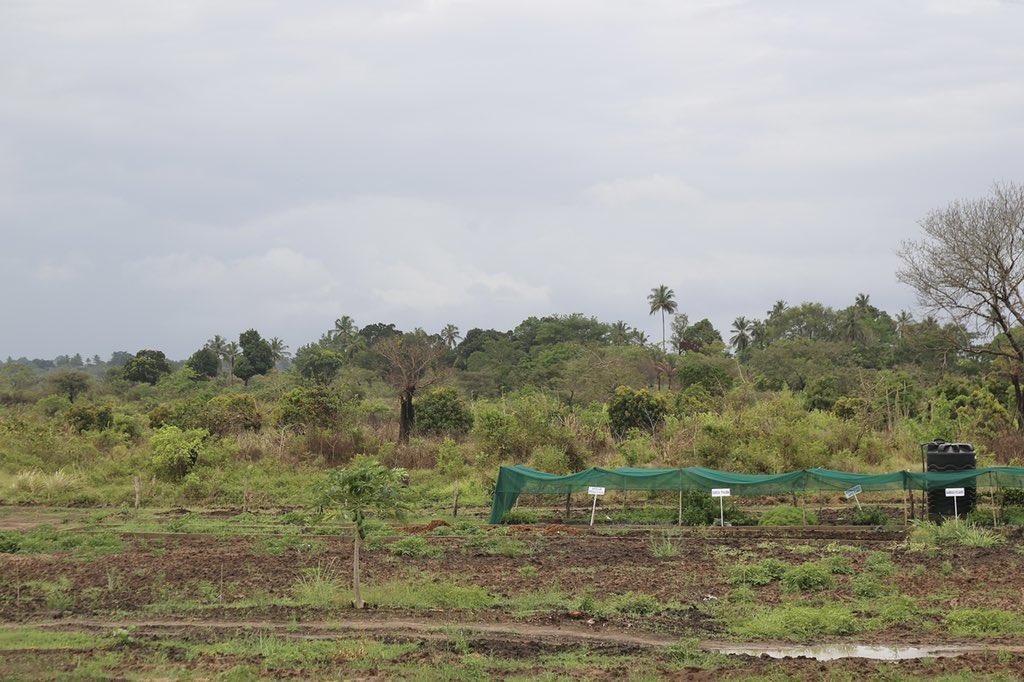  #Bamboo has huge potential as a construction material. With low  #embodied carbon,  #sequestering capability and a short growth-span, not to mention potential  #affordability at scale, bamboo can offer viable alternative to both concrete and plastic in the built environment...