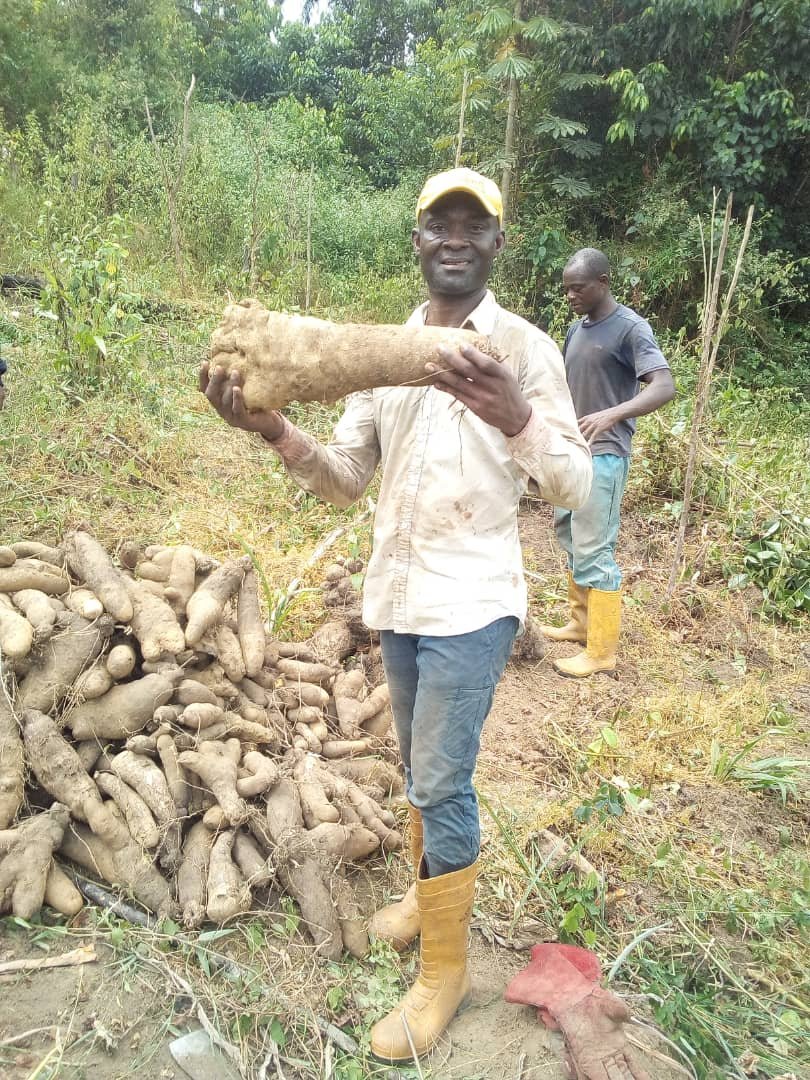 JonasNSEGBE's tweet photo. Malgré la pandémie de COVID-19, et ses conséquences, le projet "Champs Agricole des Migrants 2020" de l'Association ARECC présente une récolte encourageante.
"Rendre l'Afrique un paradis"
#Cameroun #ARECC #Migrant #Réintegration #AfricaWeWant https://t.co/9tOOnMduJW