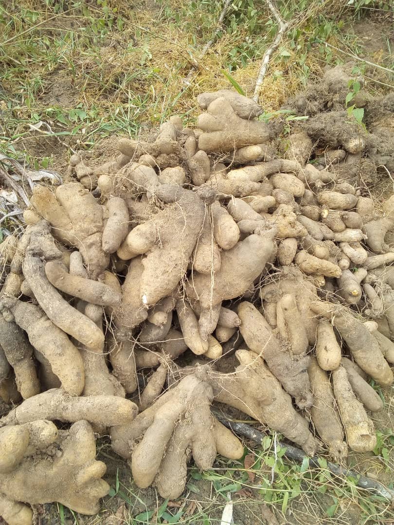 JonasNSEGBE's tweet photo. Malgré la pandémie de COVID-19, et ses conséquences, le projet "Champs Agricole des Migrants 2020" de l'Association ARECC présente une récolte encourageante.
"Rendre l'Afrique un paradis"
#Cameroun #ARECC #Migrant #Réintegration #AfricaWeWant https://t.co/9tOOnMduJW