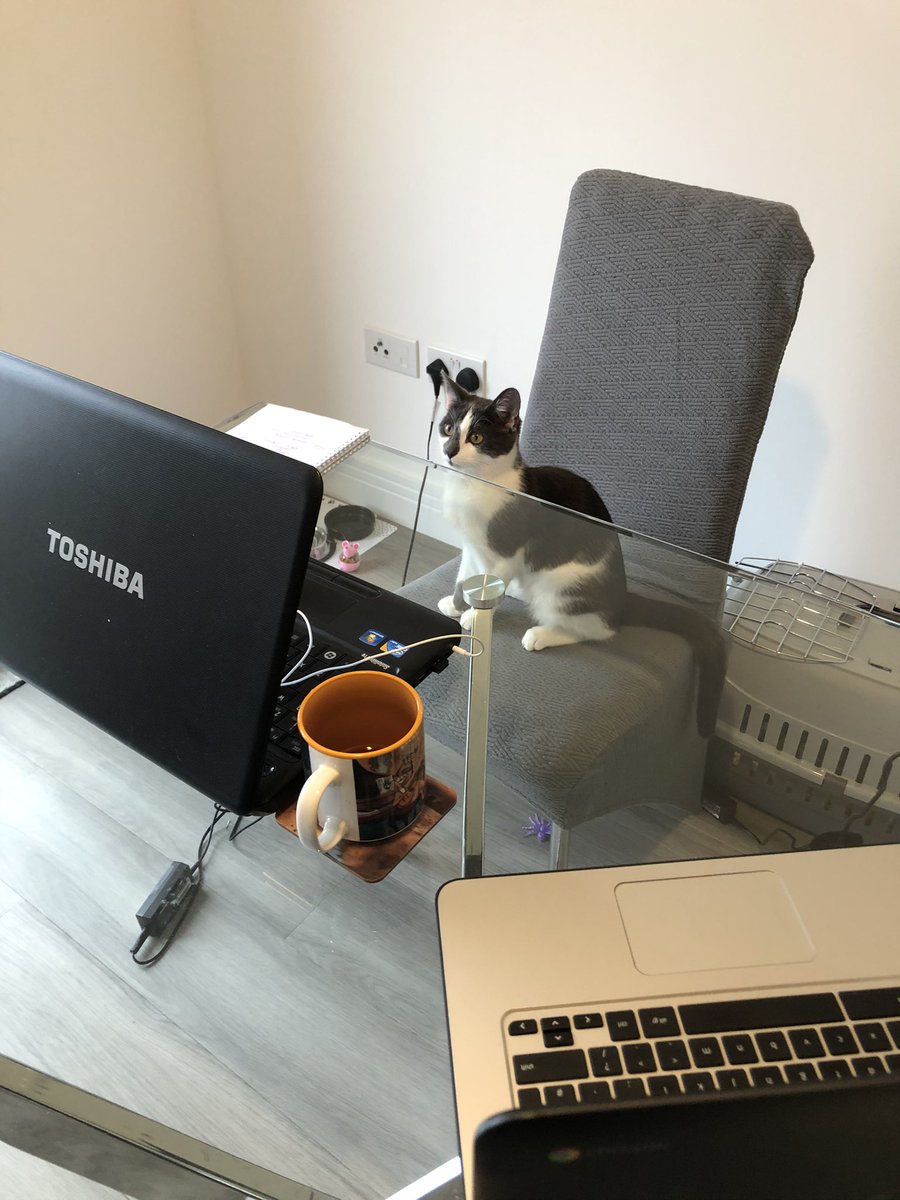 kdawson251's tweet photo. Getting a little help with online teaching. Pretty sure pupils would prefer to see her on a google meet. 😂 #kittenhelp #onlinelearning #online #meow https://t.co/GWQmGvG87A