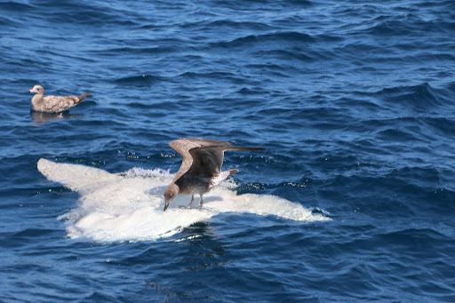 ¿Sabías que...?
Los #peces luna debido a su tamaño y sus lentos movimientos, son susceptibles a tener #parásitos (internos y externos). Por ello, tienen muchas relaciones #simbiontes, así, agitando sus aletas en la superficie, atraen a las #gaviotas para que estas los limpien.