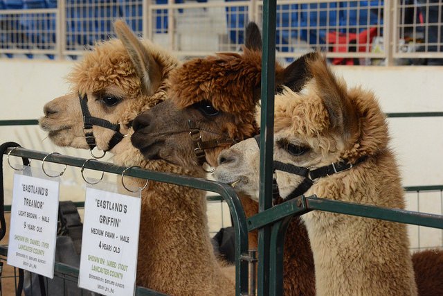 PCN (@pcntv) on Twitter photo Have you ever seen an Alpaca run an obstacle course?
<a href="/PA4H/">Pennsylvania 4-H</a> Council President Jillian Ranko and her alpaca show us how it's done! Watch the alpaca obstacle courses demonstration at 8:30 AM on cable and free at bit.ly/39cKMl0 Have you ever seen an Alpaca run an obstacle course?
<a href="/PA4H/">Pennsylvania 4-H</a> Council President Jillian Ranko and her alpaca show us how it's done! Watch the alpaca obstacle courses demonstration at 8:30 AM on cable and free at bit.ly/39cKMl0