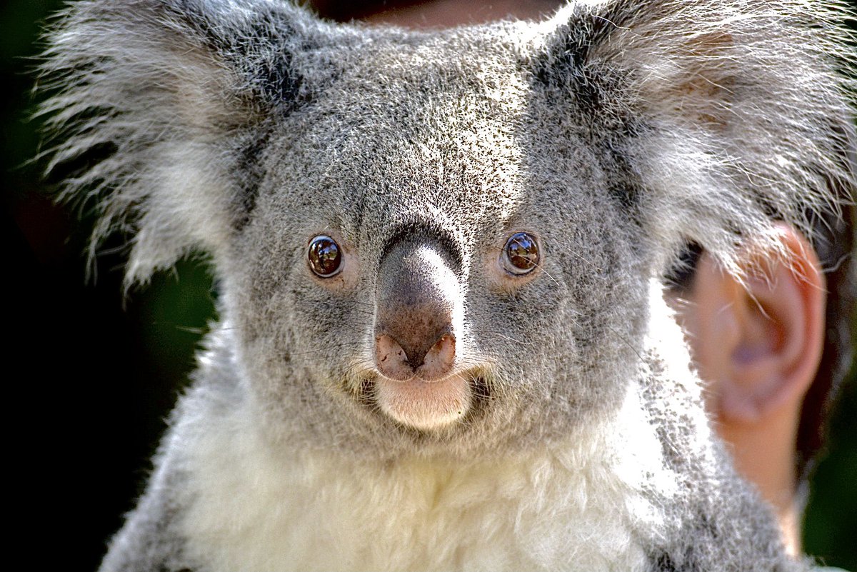 photoconserve's tweet photo. 🐨Curiosidade: O koala alimenta-se apenas de uma espécie de plantas, o eucalipto e retira toda a água que necessita do mesmo🐨 https://t.co/qRohTovTxH
