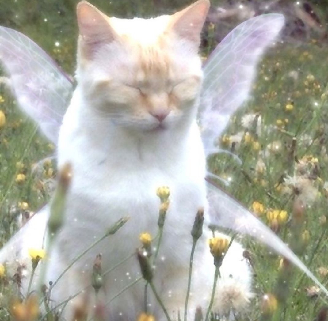 dirtchive's tweet photo. head empty just fairy angel cat https://t.co/dtm7oBuufi