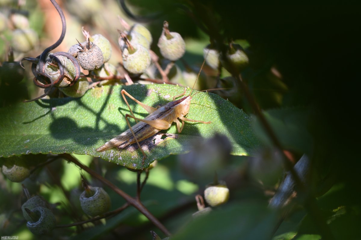MERUSU's tweet photo. 晴れた日の褐色オナガササキリ。(10/25) #photography #bugphoto #bugphotography #Katydid #Conocephalus #exemptus https://t.co/QJxQgzPYn8