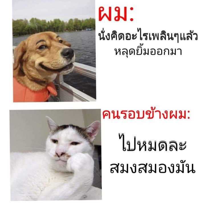 แข 🏳️🌈 tweet media