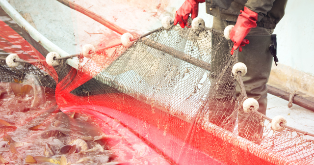 Kit_H_B's tweet photo. Overfishing, and the inadvertent harvesting of sea life caught in commercial nets, is a real issue. #Technology now exists to help the fishing industry become more #sustainable. Read on to find out how smart nets could prevent overfishing: #BusinessEvolved https://t.co/upLI0TyWb1 https://t.co/pWyRAfj5tx