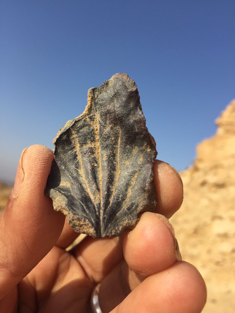 heshamsallam's tweet photo. Today, the action has begun in the Spinosaurus type locality, Bahariya Oasis, Egypt. Leaf fossils of 95 million years old and a living scorpion!
#Egypt #Sallam_lab https://t.co/gSPErvZKd6