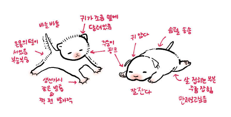 miiz_SS's tweet photo. 탐라에서 본 아기고양이랑 강아지 트윗 너무 귀여워서 나도 내가 보기에 귀여운 포인트 그려봄 https://t.co/o1HRuvkZOc
