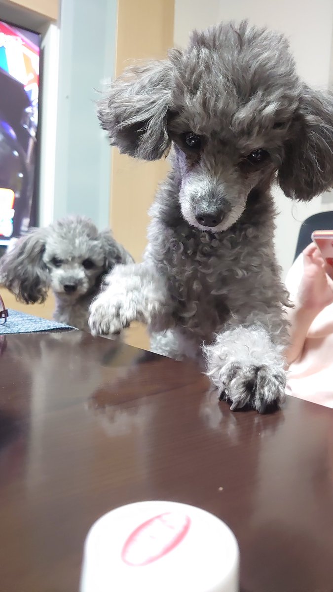 Musan なぜ なぜ ペットボトルキャップ好きなんだろぉ シルバープードル トイプー わんこ いぬ好き