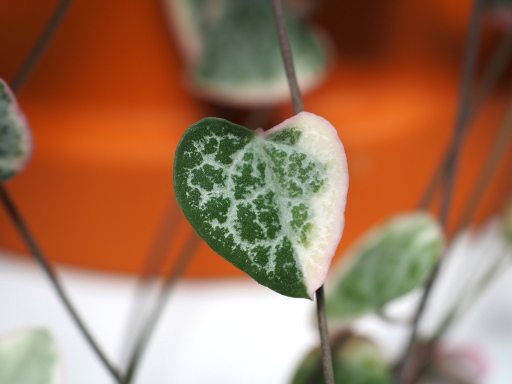 tinyurbanfarmer's tweet photo. Unfortunately, due to BREXIT I'm unable to ship outside the UK. UK is now a 'third' country &amp; requires phytosanitation certificate for plants shipped internationally. Thank you so much for your support, I am still here for plant questions or plant chats anytime. #tinyurbanfarmer https://t.co/BkLDSc6Vky