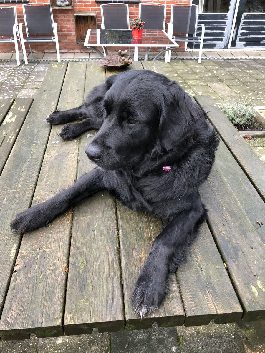 LidaSmit's tweet photo. @AnnikaDasiman Dit is Luna! https://t.co/ov6a6RcUDs