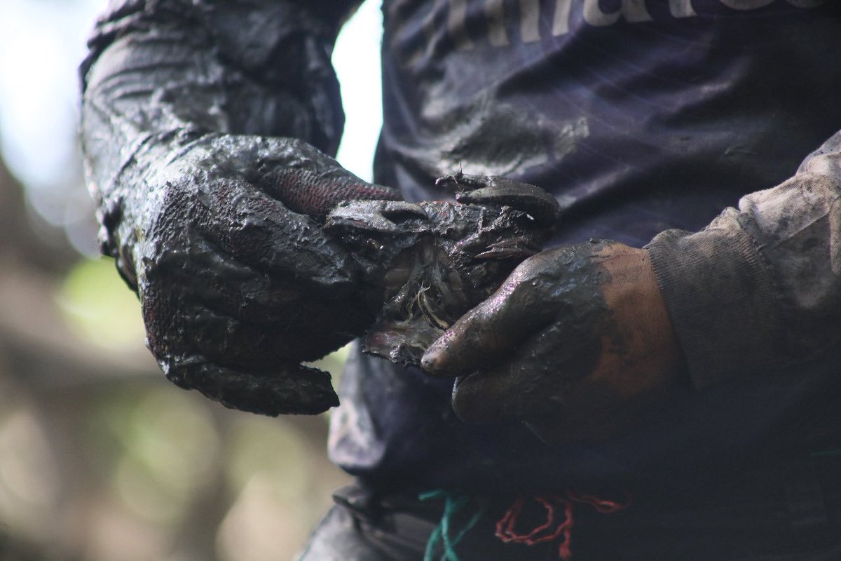 Produccion_Ecu's tweet photo. Esta actividad permitirá trazar estrategias que beneficien al sector y garanticen la sostenibilidad de los recursos. La autoridad pesquera apreció el arte ancestral de la extracción del cangrejo y la complejidad en la destreza de su captura. #SembramosFuturo https://t.co/8bKClwjs59
