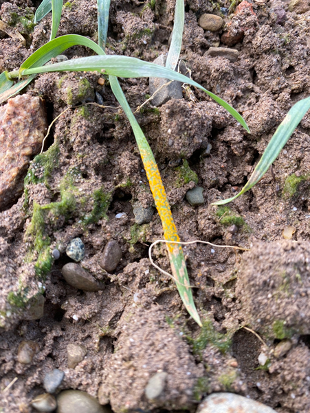 GreenGemAg's tweet photo. Touching base with some of our Winter Wheat this morning... and found some of this!!! #WinterWheat #CropWatch #YellowRust https://t.co/KBoqyrvw3J