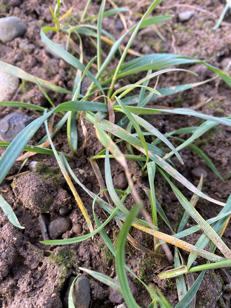 GreenGemAg's tweet photo. Touching base with some of our Winter Wheat this morning... and found some of this!!! #WinterWheat #CropWatch #YellowRust https://t.co/KBoqyrvw3J