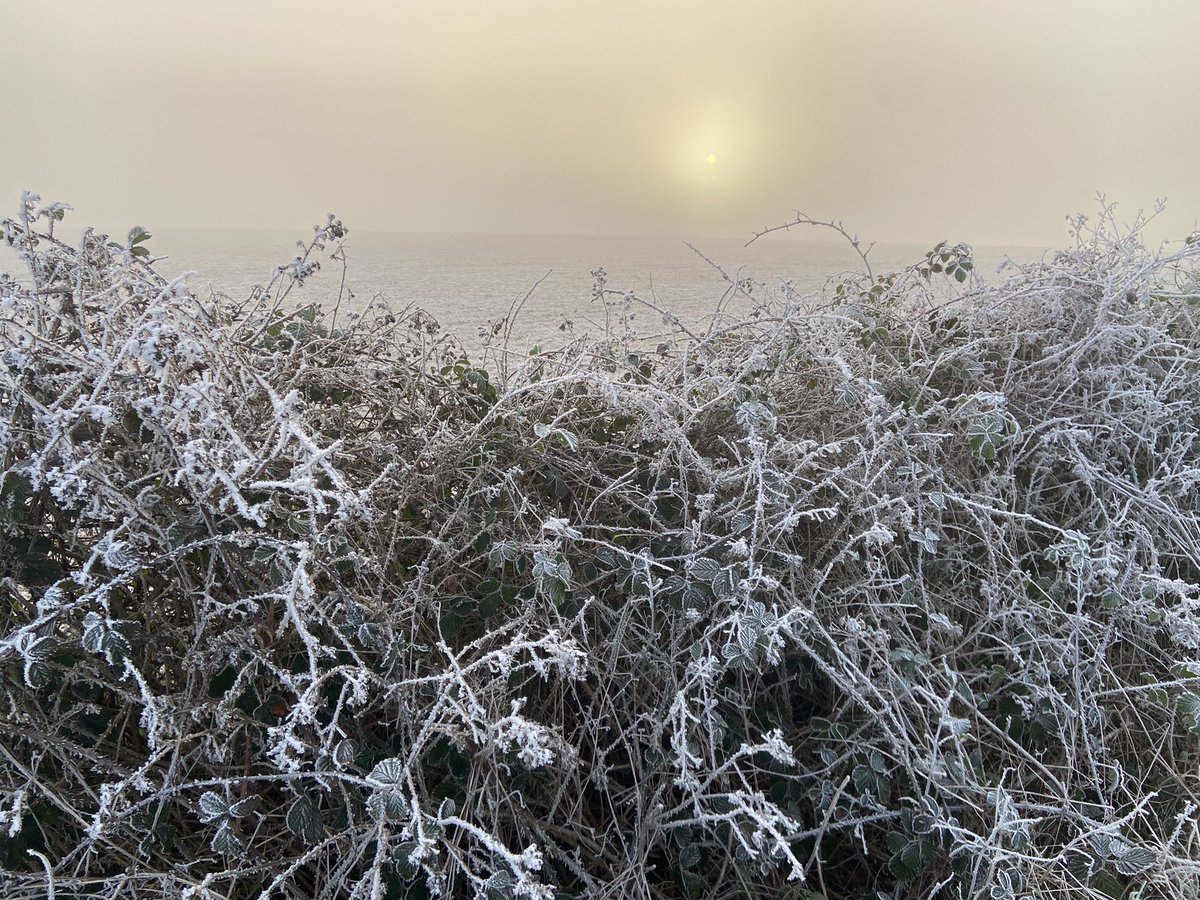 NaturalNav's tweet photo. There are roughly one thousand compasses in this photo. One in the background, most of the rest in the hedge. #naturalnavigation #howtoreadwater #wildsigns https://t.co/7NVm6peFDI