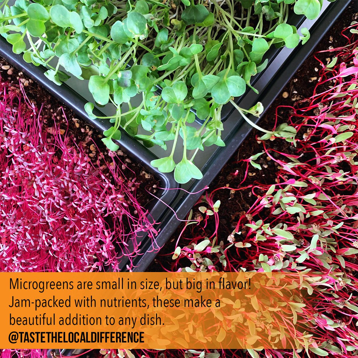 What's your favorite type of microgreen? 🌱 #michigan #localfood #microgreens