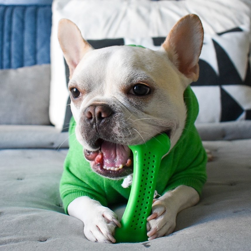 PetQwerksToys's tweet photo. Make it a great Monday furriends! We know we will with our Flavorit Bark Bone! #PetQwerks #Barkbone 📸: @francos_modern_life https://t.co/zVqLkz7es7