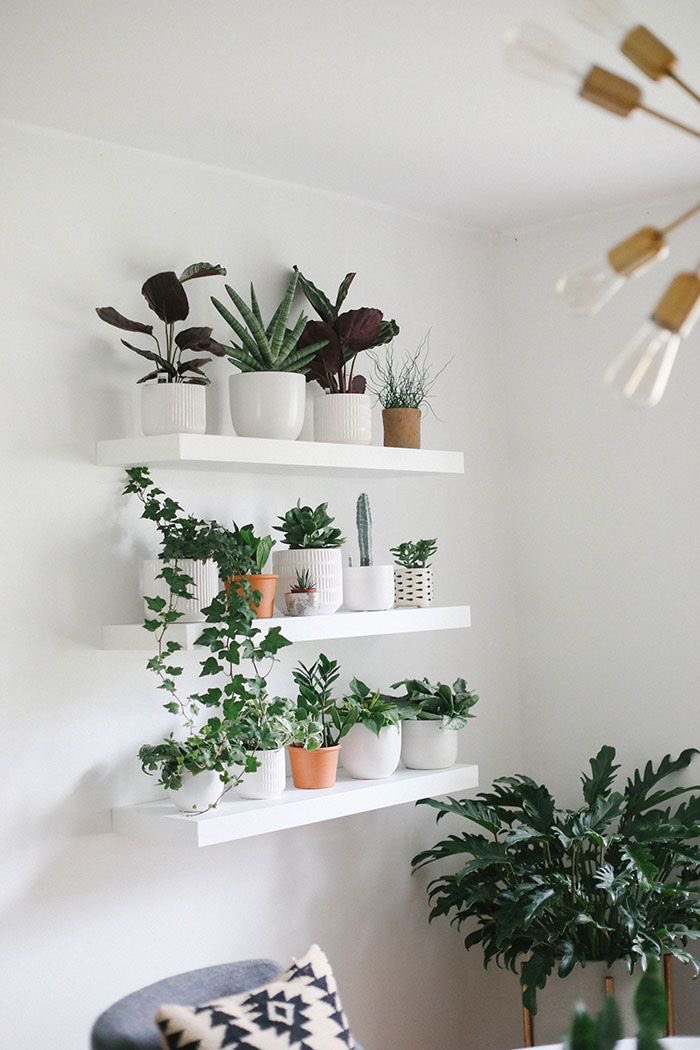 zoeyonlinesa's tweet photo. Plants are a great way to make your home stand out, whether outside or inside. Decorate your home interiors with large plants.They don’t cost a lot of money, a great idea when looking to elevate your interior on a budget.
#PLANTSUPERIORITY https://t.co/UqvnPGpYlH