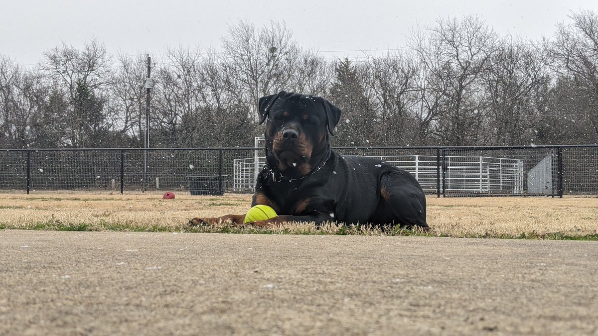 CaponeKnows's tweet image. Kanan’s first snow flakes