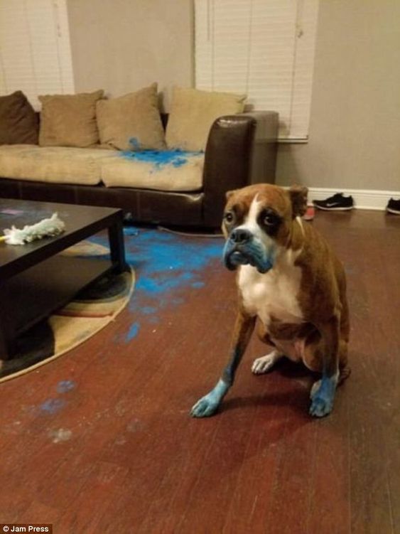 K9Nature's tweet photo. Caption this! https://t.co/mC9uZbuluV