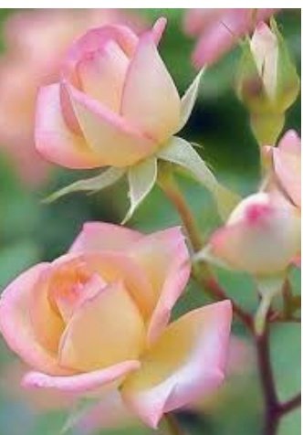 Lux_becerril's tweet photo. 🍀🍀🍀🍀🍀
Para hoy.
Buen dia https://t.co/JHrUL8f5b0