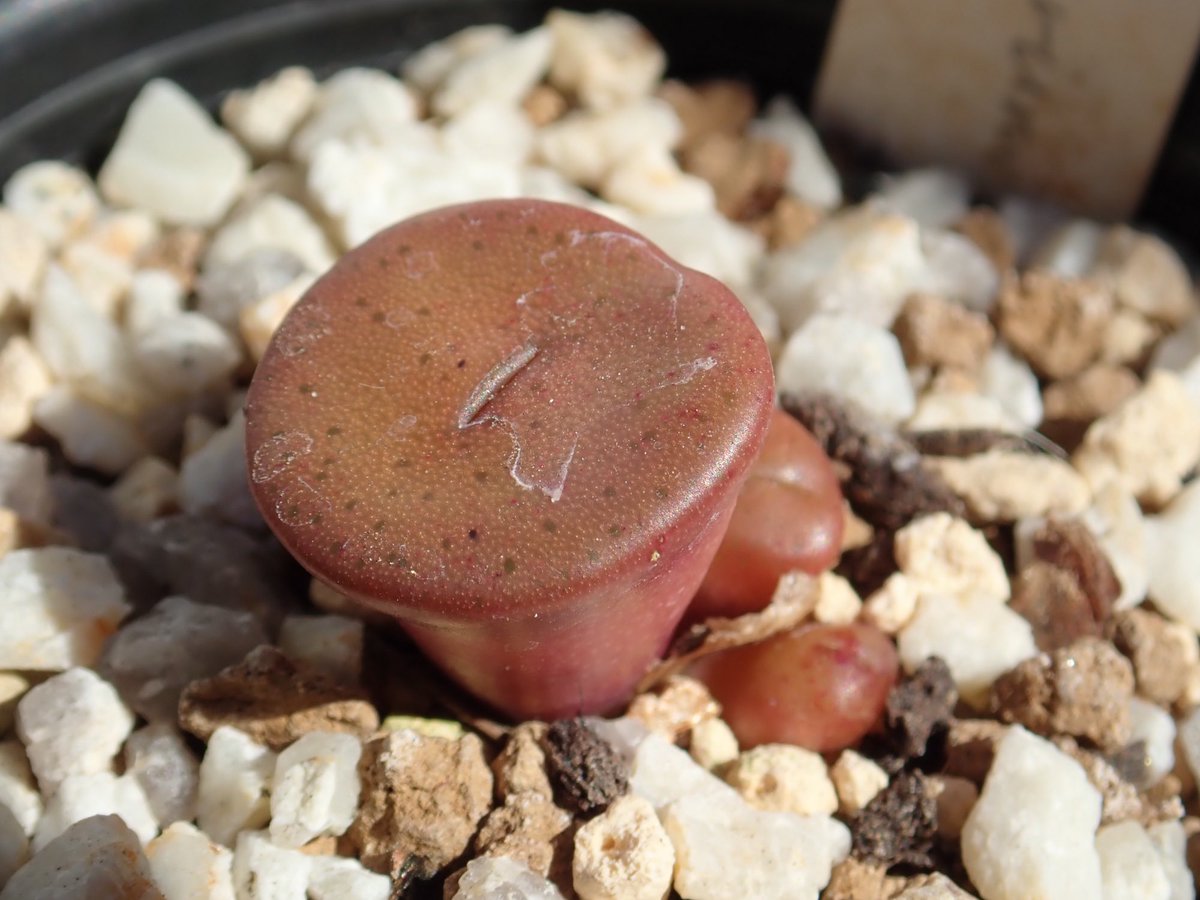 Conocono على تويتر Conophytum Bachelorum 滅多に分頭しないから 実際には実生しか増殖方法が無い ブルゲリと同じ しかし希少種のため親株の入手も大変 やっと2クローン確保するも開花のタイミングが 自生地は乱穫で多くが消滅したとも 種子や実生の流通で Conocono على تويتر Conophytum Bachelorum 滅多に分頭しないから 実際には実生しか増殖方法が無い ブルゲリと同じ しかし希少種のため親株の入手も大変 やっと2クローン確保するも開花のタイミングが 自生地は乱穫で多くが消滅したとも 種子や実生の流通で