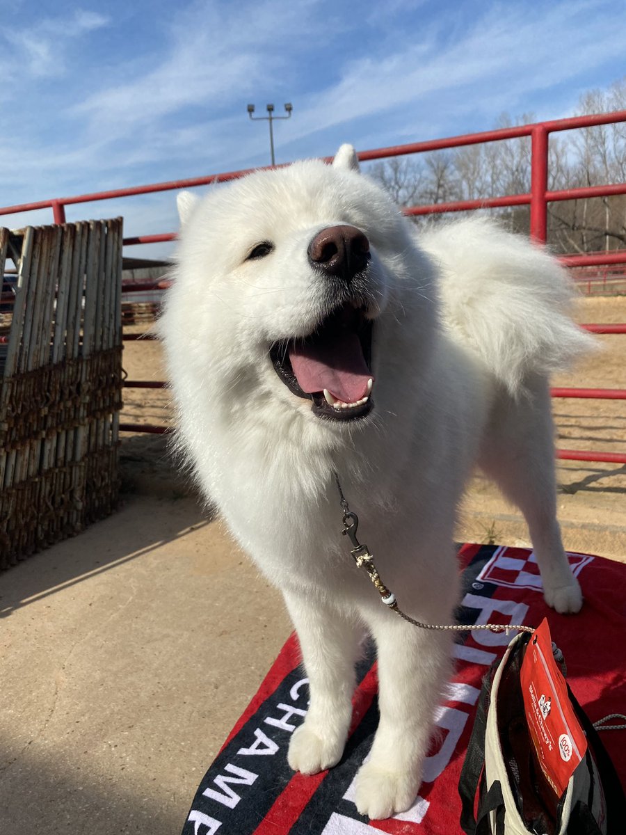 LeonVanSam's tweet image. I’m happy to see u!
My tail did a wag!
The time u were gone
Was kind of a drag.
U left with my heart,
And a hole formed within it,
I’m 𝙣𝙤𝙩 just dramatic—
It was a really long minute!