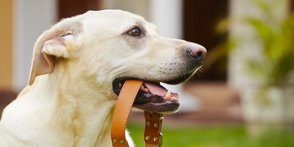 pawpalspet's tweet photo. How To Train Your Dog Off Leash https://t.co/DYdTUQKzkJ