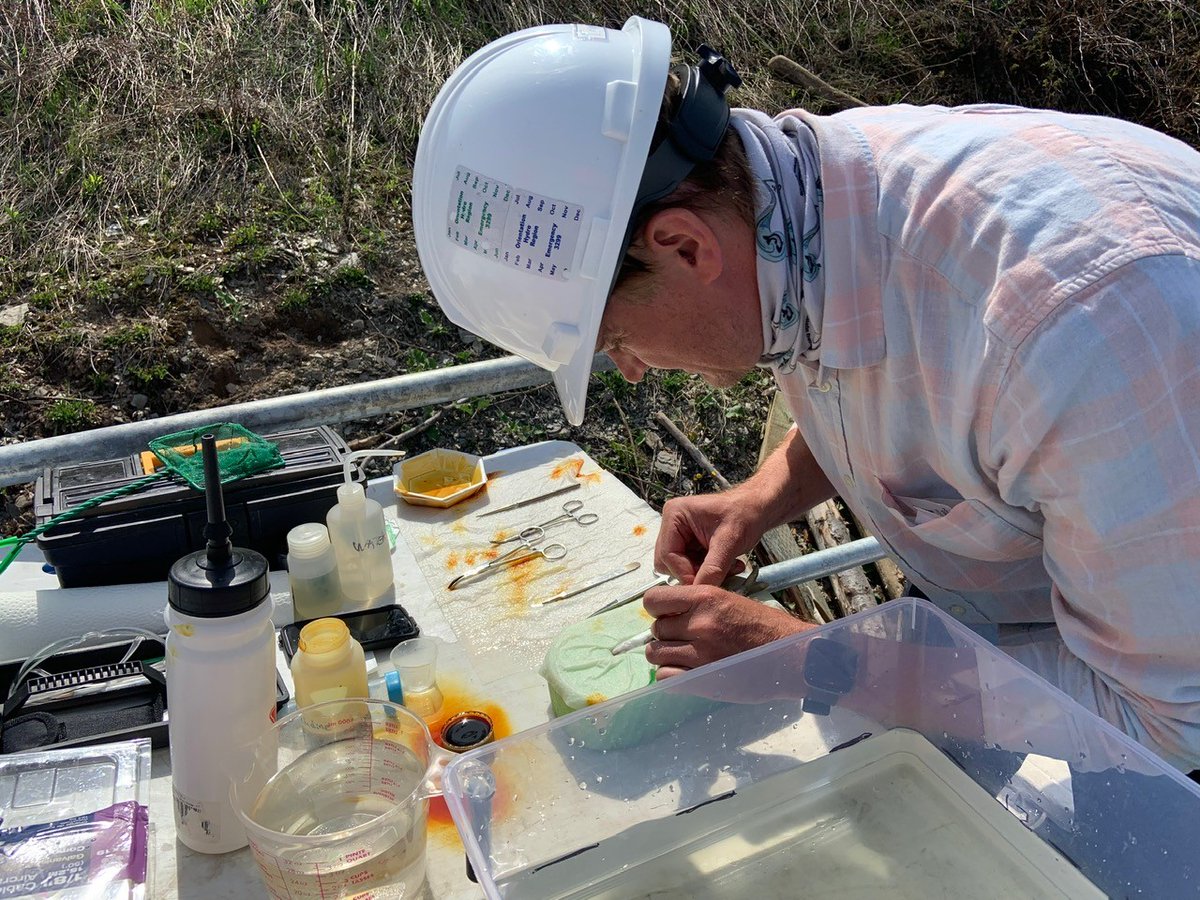 UNBsalmon's tweet image. #flashback2020 Tagging #Atlanticsalmon #smolts with acoustic transmitters tags at #TobiqueNarrows Generating Station!

#UNBresearch #research #MAES #CRI @TLinnans @RAllenCurry