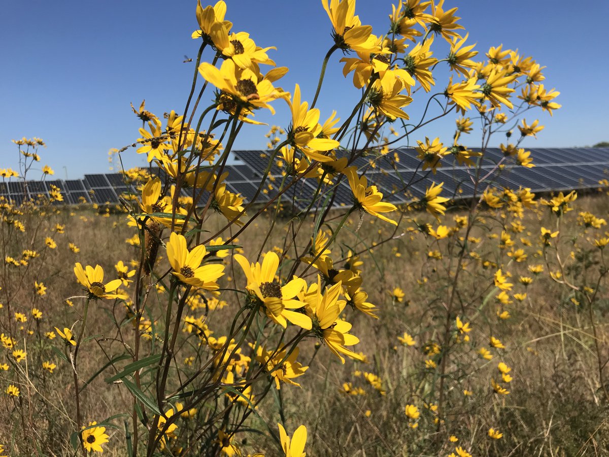 The Virginia Pollinator-Smart Program offers incentives and tools for the solar industry to incorporate native plants into their designs: dcr.virginia.gov/natural-herita… <a href="/VirginiaDEQ/">Virginia DEQ</a> #solarpower #renewableenergy