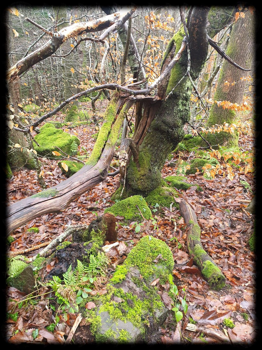 TheCemetress's tweet photo. From today's muddy walk through a little Mossy Forest π²βπ½π€
#MossIsBoss
#LeaveTheLeaves
#FernsForever
#Treemunity https://t.co/mPKUT80NXT