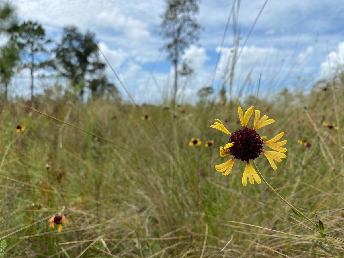 Florida’s First Conservation Easement Protecting Grassland of Special Environmental Significance Recorded in Columbia County, alachuaconservationtrust.org/wilson-gss #KeepFLWild #conservation #conservationeasement #grassland #sandhills #springs #aquifer @nflandtrust @USDA_NRCS @NRCS_FL