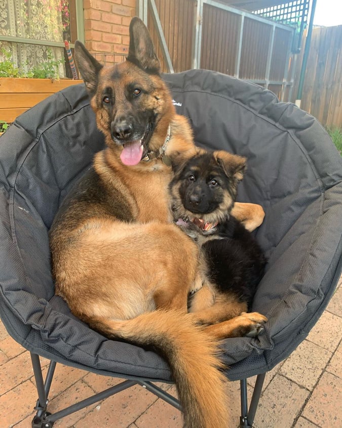 gshepherd_lover's tweet photo. #gsd #germanshepherd #gsdofinstagram #dogsofinstagram #dog #puppyeyes  #gsdlover  #germanshepherddog #germanshepherds  #dogsoftwitter #doggy #ARMYSelcaDay #갓세븐_탈제왑축하해 https://t.co/hJ9cpOmmIQ