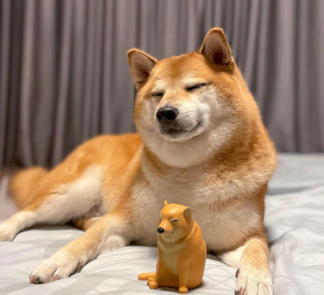 Сиба-ину Doge