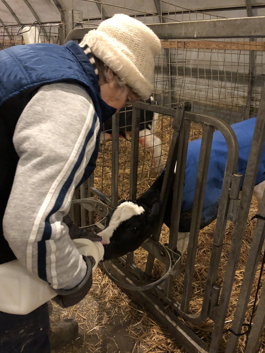 padairymens's tweet photo. We never tire of the beauty of a new day on the farm and this morning’s sunrise was magnificent. Thank you
Stover Farms and @fox43 @ChelseaKoerbler for a great start to a memorable #PAFarmShow week! #PAFS21 #CalvingCorner https://t.co/UnNtWmh3Yz