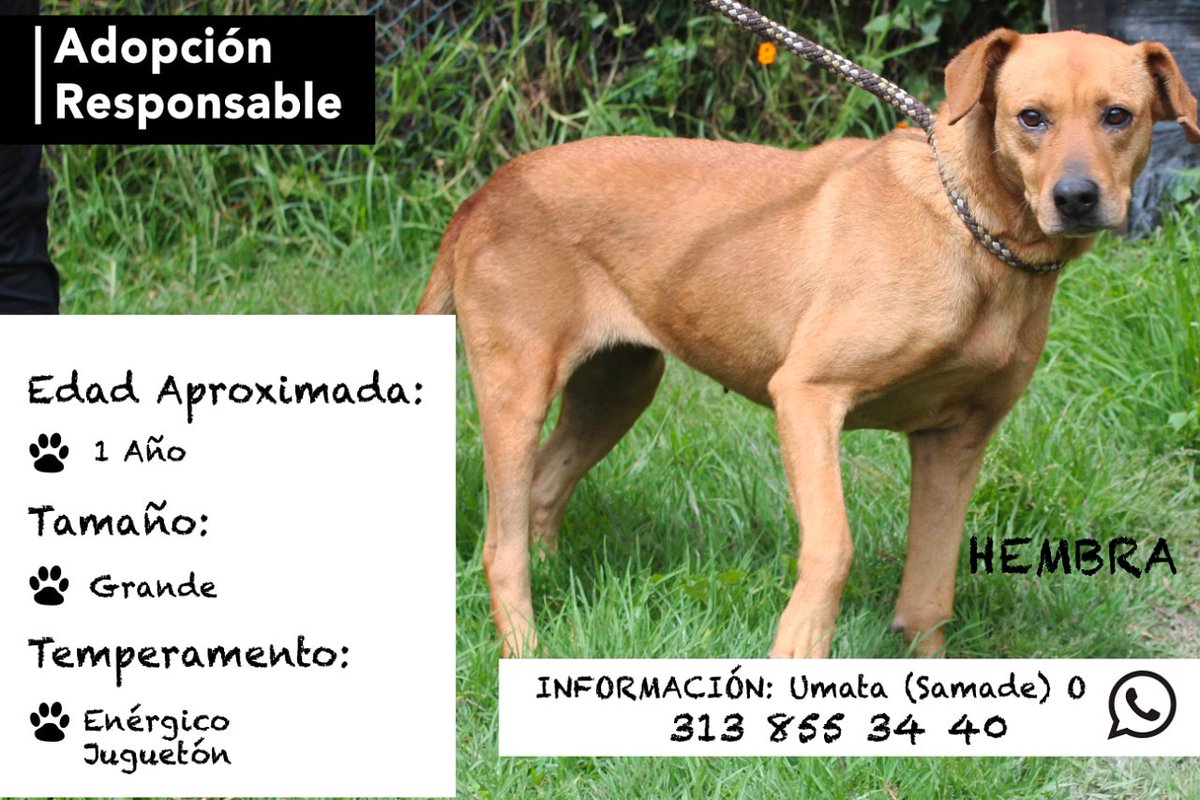 Furanic_Col's tweet photo. En adopción. https://t.co/XaMSNvEYzo