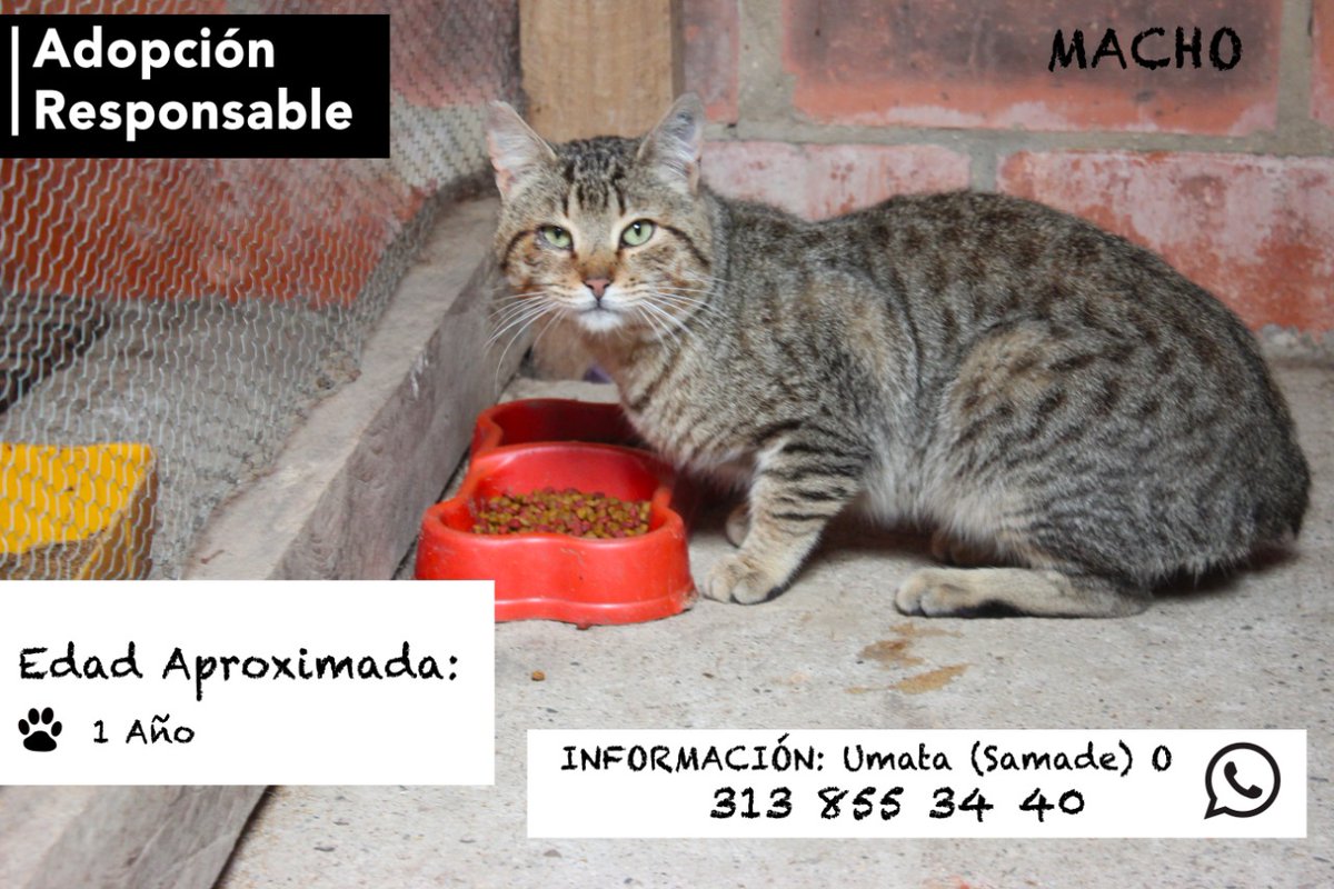 Furanic_Col's tweet photo. En adopción. https://t.co/XaMSNvEYzo
