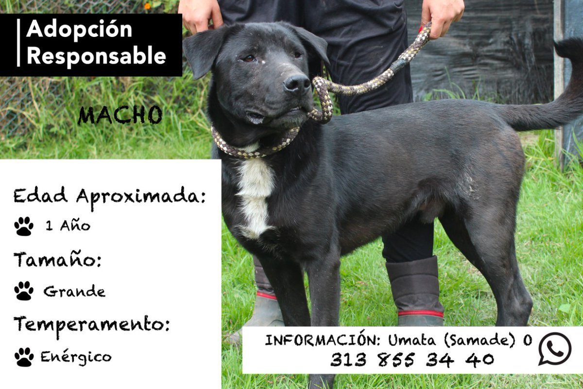 Furanic_Col's tweet photo. En adopción. https://t.co/XaMSNvEYzo