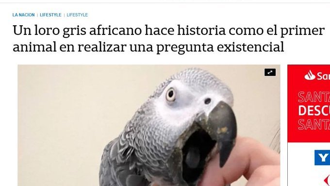 aymordi's tweet photo. "¿Por qué le habrán puesto caballos?"
#Legui #Pregunta #Loro https://t.co/LDzYdAcRlz