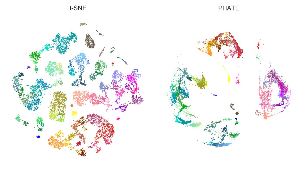 Here is Tasic et al. 2018 dataset. Here again, PHATE isolates large families (excitatory neurons, Sst+Pvalb interneurons, Lamp5+Vip interneurons, etc.) clearer than t-SNE, but messes up within-family structures. E.g. Vip (purple) gets wrongly entangled with Lamp5 (salmon)! [4/7]