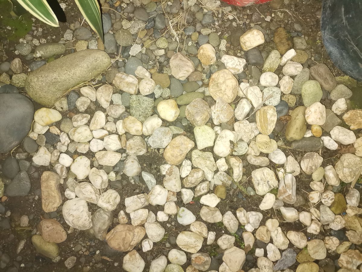 1. Just realized that our garden has no grass What would I livetweet then? Look at it? How did this happen? I swear this was not like this before.