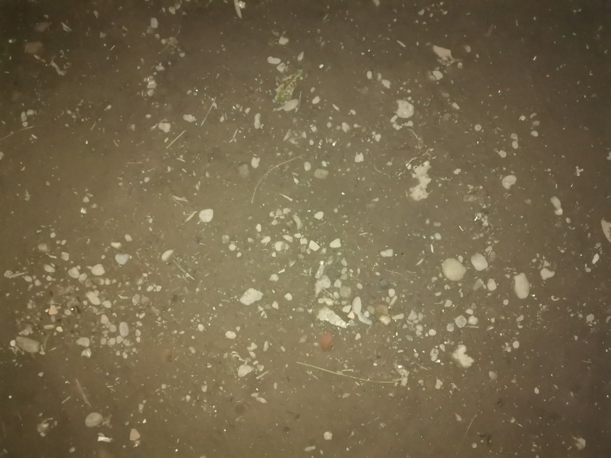 1. Just realized that our garden has no grass What would I livetweet then? Look at it? How did this happen? I swear this was not like this before.