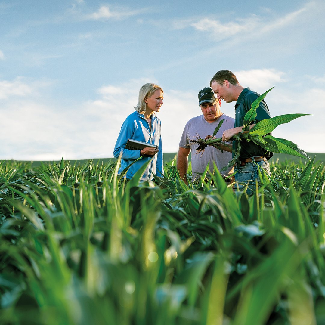 PioneerSeeds's tweet photo. Could you be missing out on valuable yield? Find out for yourself, as Former Corteva Research Scientist Steve Strachan breaks down the physiology of a corn plant to discuss how soil fertility and nutrient ratios can be improved. #ForwardThinkingFarming