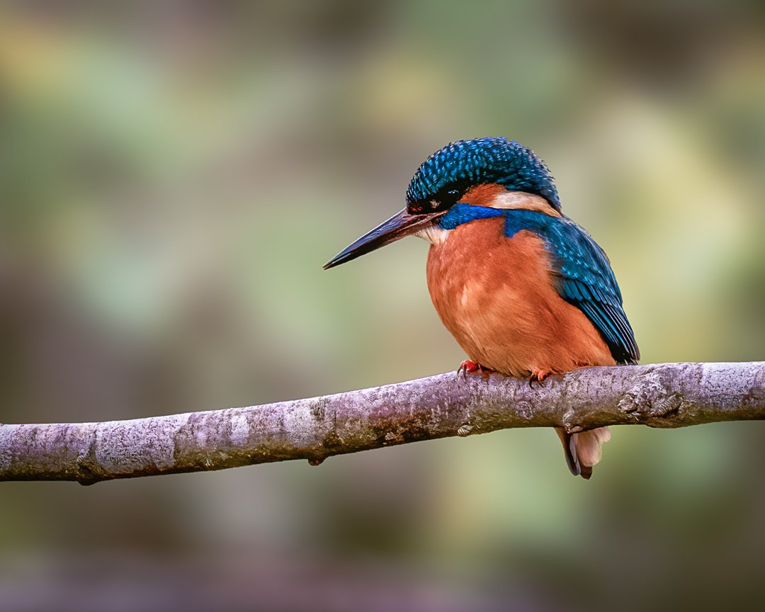 scotsnaps's tweet photo. Male kingfisher in the Botanic gardens today, and a wee bonus tree creeper. No sign of last week's female kingfisher. 

#kingfisher #treecreeper https://t.co/RnaC9ZhIpS