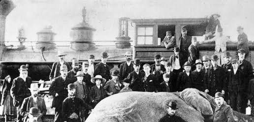 CrimesReais's tweet image. Foi decidido que aconteceria uma segunda tentativa, e Mary foi erguida pelo pescoço. Depois de 30 minutos, um veterinário declarou a sua morte brutal, que foi assistida por aproximadamente 2.500 pessoas. Mary ainda é lembrada para ressaltar que animais não são entretenimento.